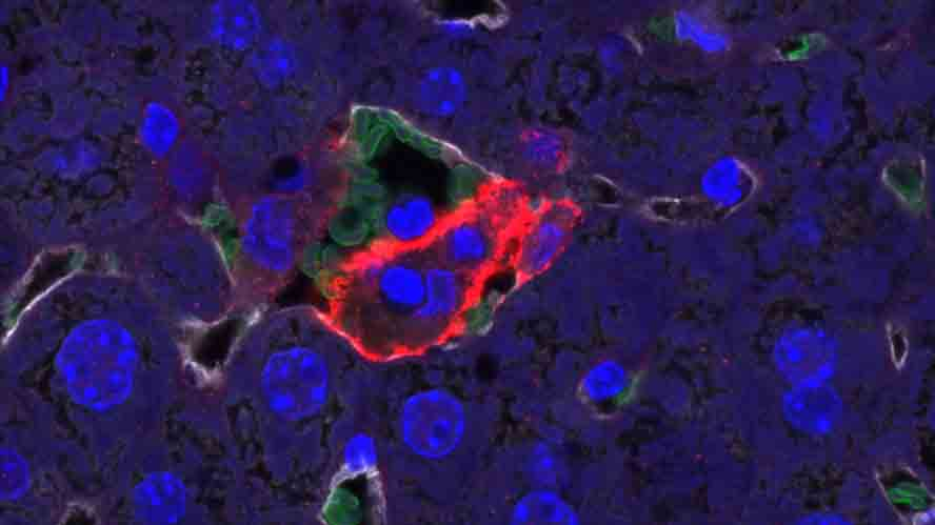 Microscope image of stem cell derived liver cells stained with Blue (DNA), red (Kupffer cells), and green (red blood cells)